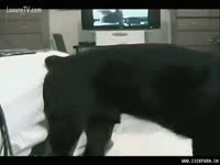 animal sex with dog